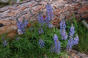 Lupine in the Lee